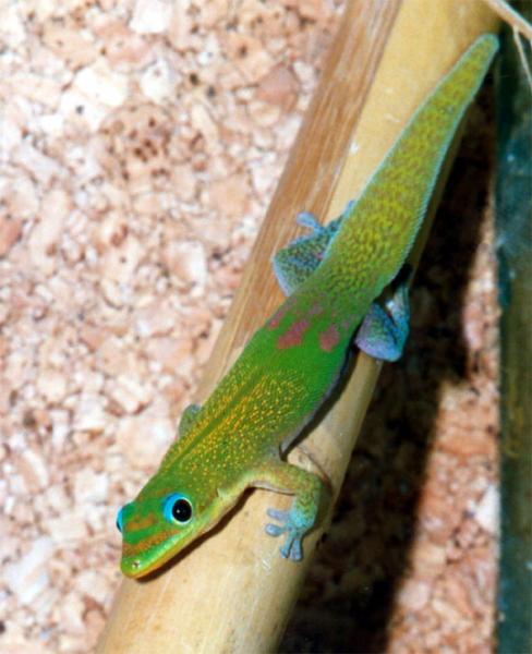 Image: a Gecko